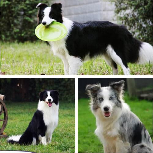 Diamond Painting Cute Dog,Border collie,Needlework diamond Embroidery Decoration Cross stitch rhinestones moaic,Wall Decor Gifts