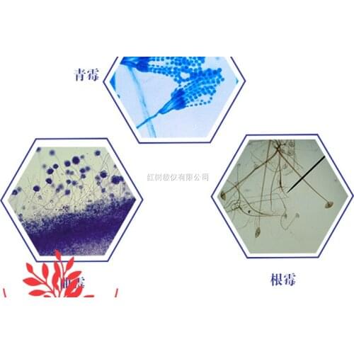 10PCS Microscope Section Mold Penicillium Aspergillus Yeast Rhizopus Nigricans Bacteria Section Lactobacillus Mucor
