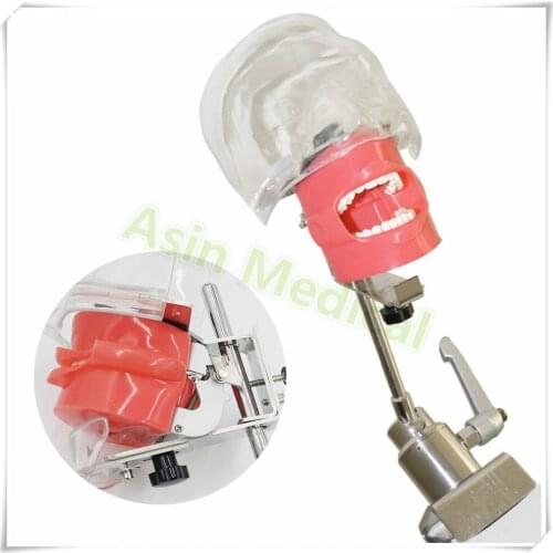 Simple Head model Apply to the oral cavity simulation training fixed on the dental chair for any position practice