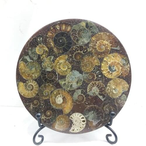 Natural Ammonite Plate Fossil Slice Madagascar Mineral Specimen Display Healing Crystal Stone Home Decoration And Free Stand