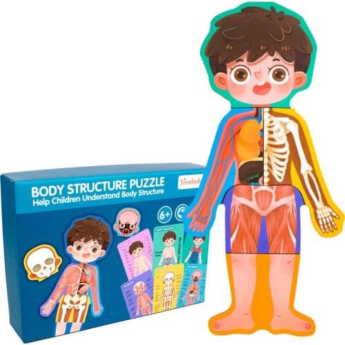 Children Biological toys Human Body Structure Cognitive Puzzle Wooden Puzzle Toys Boys and Girls Safety Education Toys