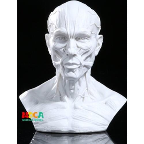 Drawing of life in art studio simulation of male skeleton Head muscle structure still life sketch teaching model RTSM206