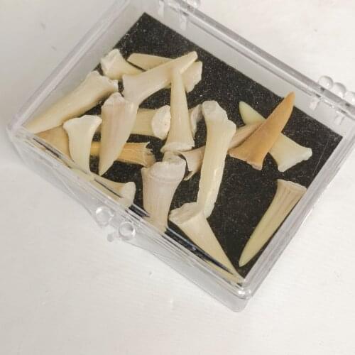 A box Natural Stone Tooth Fossil Decoration Fossil Teeth Marine Biology Science Teaching Specimen