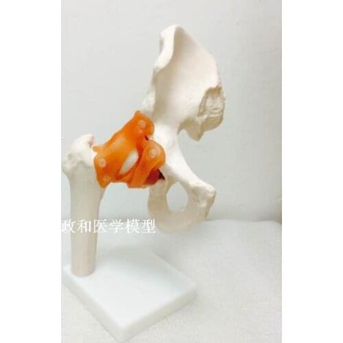 Hip joint skeleton model Femoral joint with ligament teaching model