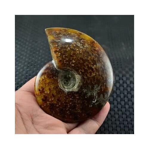 AA++ AMMONITE PRETTY NAUTILUS MADAGASCAR FOSSIL SPECIMEN HEALING40g--50g free shipping
