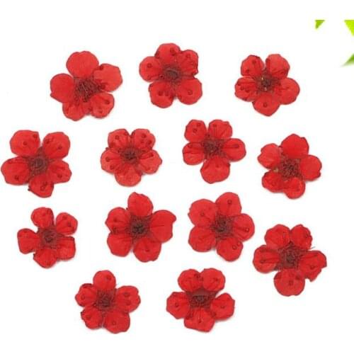 Pressed Dried flower Plum Blossom Flower For Resin Pendant Jewelry Making Craft diy candle making