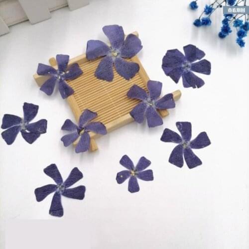 12pcs 2-3cm Pressed Dried Catharanthus Roseus Flower Plants Herbarium For Jewelry Postcard Phone Case Bookmark Making DIY