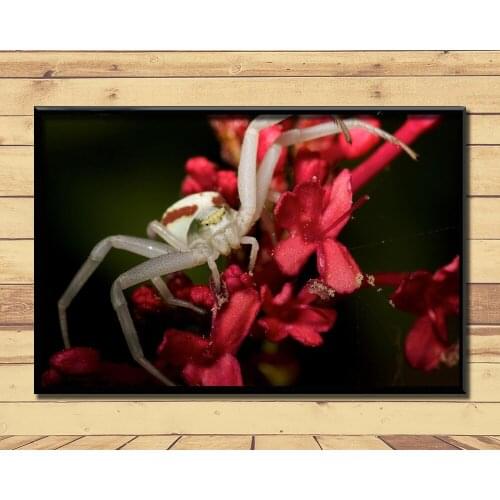 Crab Spiders Strange Animal (11) Wall Posters Prints Silk Art Painting For Home Wall Bedroom Decor