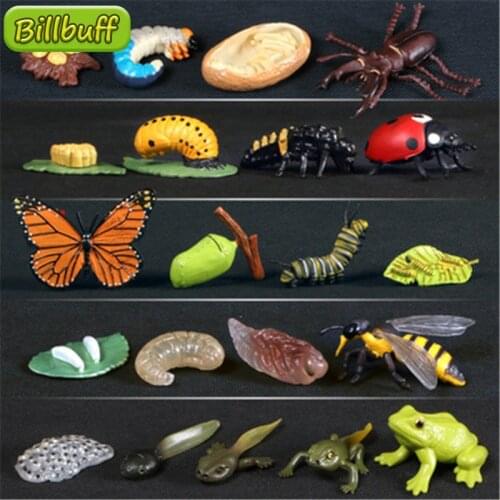 Hot Simulation ocean Animal Insect Model Mini Animal Snails Frog Sea turtle Growth Cycle Ornaments Kid Cognitive Educational Toy