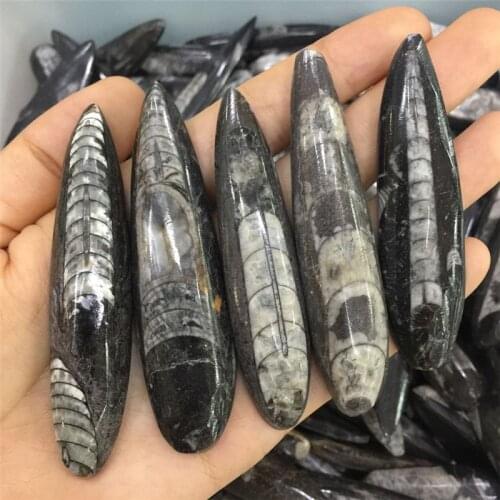 1pcs rare natural stones and minerals marine invertebrate fossil specimens & collections for fossil collectors as special gifts