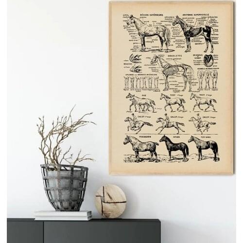 Horse Print Black and White Veterinary Medical Poster Horse Anatomy Illustration Wall Art Picture Canvas Painting Wall Decor