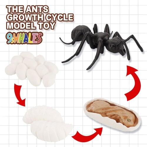 Realistic Insects Ants Life Cycle Educational Fidget Toy Model PVC Scene Design Simulation Powder Toy figurine Decoration Gifts