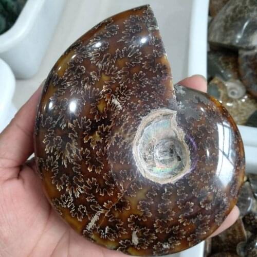 600g Whole natural ammonite fossil conch crystal specimen healing