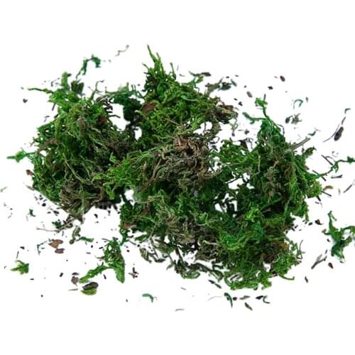 100g Keep Dry Green Moss Green Plant Garden Flower Pot Decoration