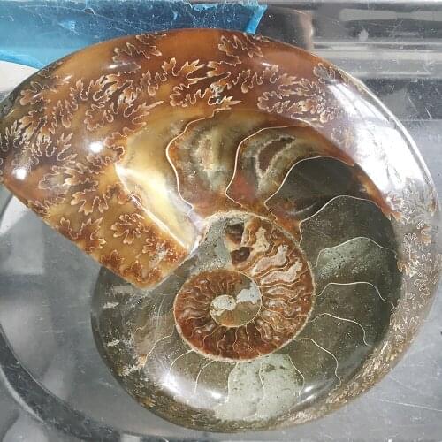 Big Size! Natural Ammonite Fossils Tobacco Jar Minerals Specimen Stone Morocco Ocean Animal Snail Conch Ashtray For Smokers