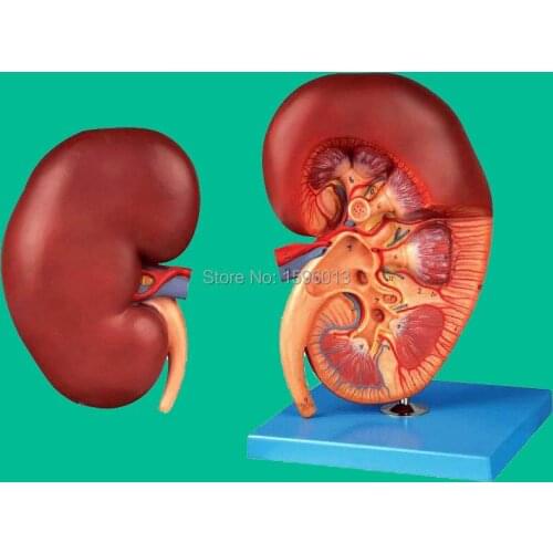 Anatomical Model of Kidney, human Kidney anatomy Model