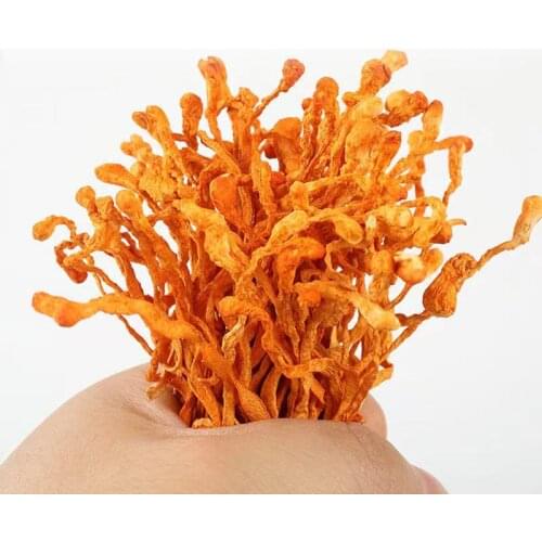 High quality wild Cordyceps Cordyceps flowers Cordyceps militaris used for cooking stews delicious dishes improve immunity