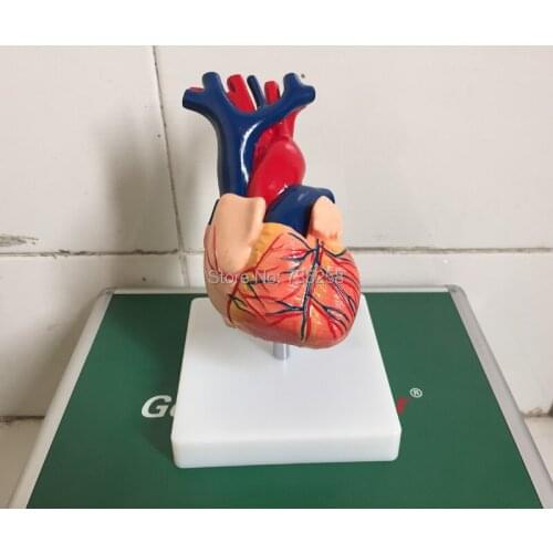 1:1 Model Heart Anatomy,Natural Big Heart Anatomy Teaching Model,Heart Model