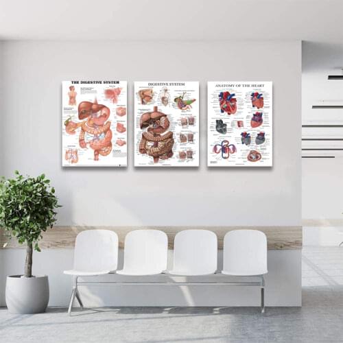 The Digestive system diagram ideas | body anatomy, medical anatomy, human body anatomy office decor Doctor nurse gift