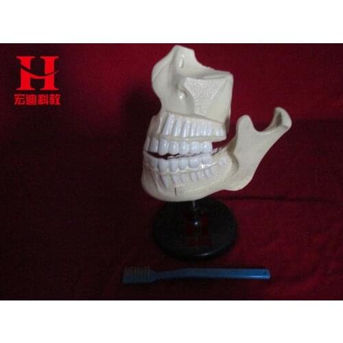 Adult Jaw Teeth Model Dental Lab Mandible Teeth Study Model Dental Tooth Teeth Dentist Dentistry Anatomical Anatomy Model