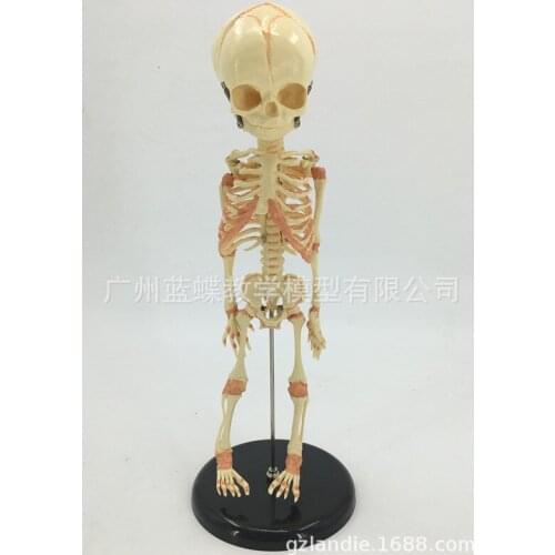 PVC Baby Skeleton Mannequin Human Skeleton Medical Anatomical Model of Fetal Bone Specimens Human Skeleton Toy