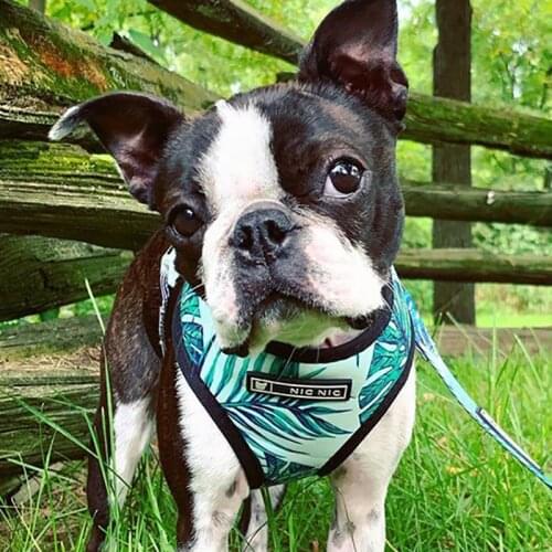 Dog Harness and Leash Set Fashion Safe Harness Small Dog Vest for York French Bulldog Chihuahua Pug Pet Cat Harness Suit Vests