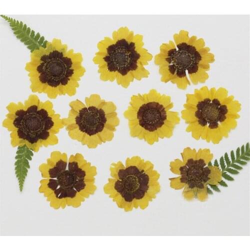 120pcs Pressed Dried Sanvitalia Procumbens Lam. Flowers Plant Herbarium For Jewelry Postcard Invitation Card Making Accessories