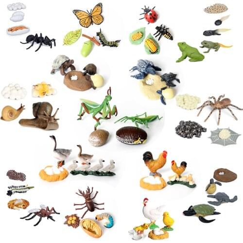 Simulation Butterfly Mantis Bee Frog Growth Cycle Life Cycle Animals Model Action Figures set Teaching Educational toys For Kids