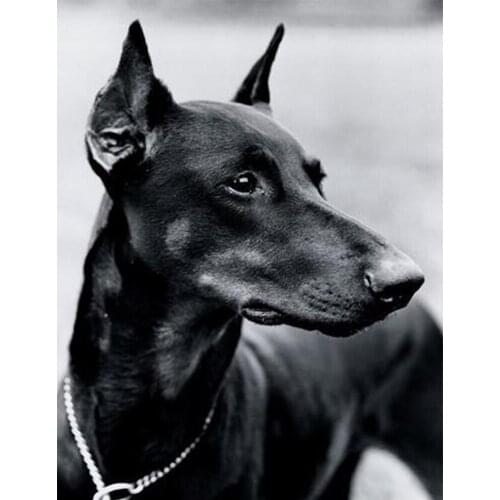 Yujohom Diamond Mosaic Pet Dog DIY 5d Diamond Painting Doberman Pinscher Pattern Cross Stitch Full Drill Diamond Art Pictures