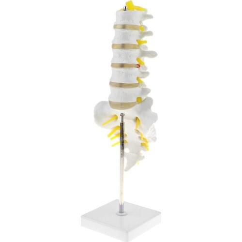 Anatomical Human Spine Model - 5 Lumbar Vertebrae + Nerves Sacrum Coccyx