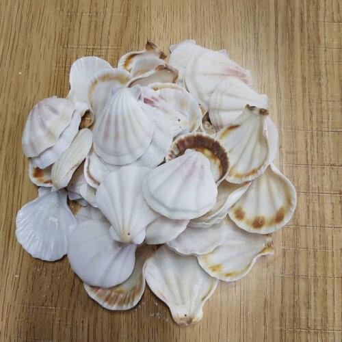 50Pcs white holesea conch Scallop Shell Natural Seashell from Sea Beach Large Shell With Holes for DIY Art Craft Decor
