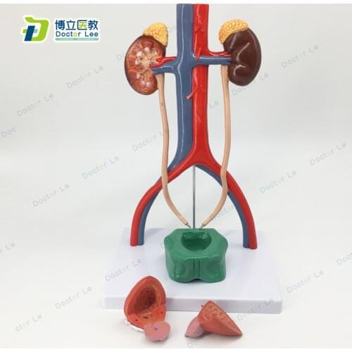 Human urinary system model with kidney urter and bladder, anatomical model of urinary organ for medical science