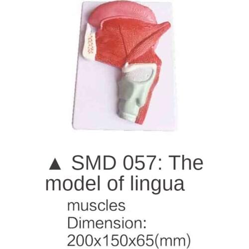 Smd057 tongue muscle