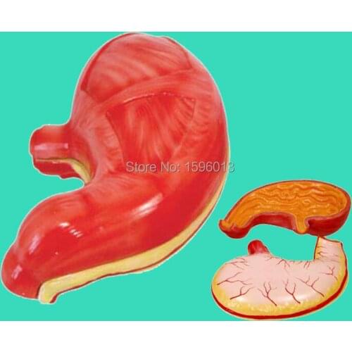 Anatomical Stomach Model, Human Stomach Model