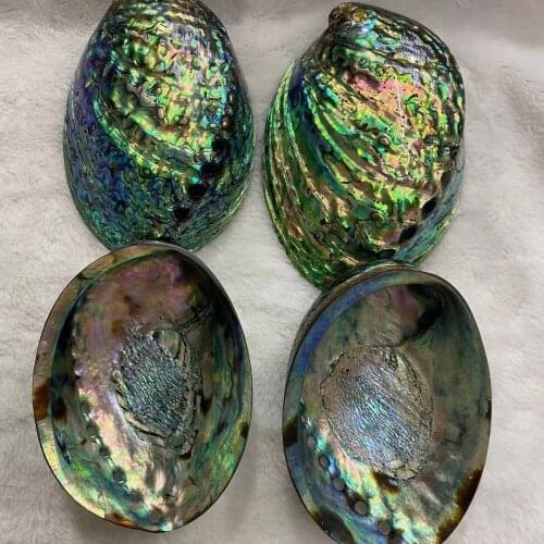 Natural Blue Abalone Shell Jewelry Big Conch Jewelry Making DIY Necklace Bracelet Aquarium Wedding Home Decoration Crafts Gift