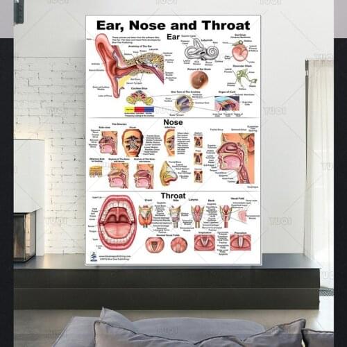 Anatomical Charts Posters Ear Acupuncture Ear Anatomy Poster Canvas Painting Wall Pictures for Medical Education