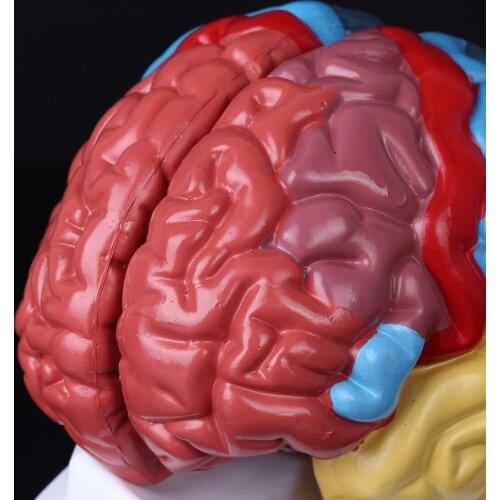 2021 New Life Size Human Brain Functional Area Model Anatomy for Science Classroom Study