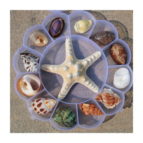 1 Box Natural Conch Shells Starfish Specimen Gift Boxes Childrens Marine Biology Popular Science Materials Kindergarten Gifts