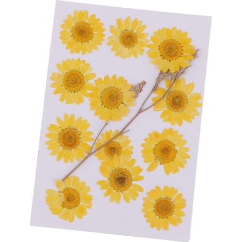 12 Pressed Dried Flower Dry Chrysanthemum for DIY Craft Bookmark Card Making