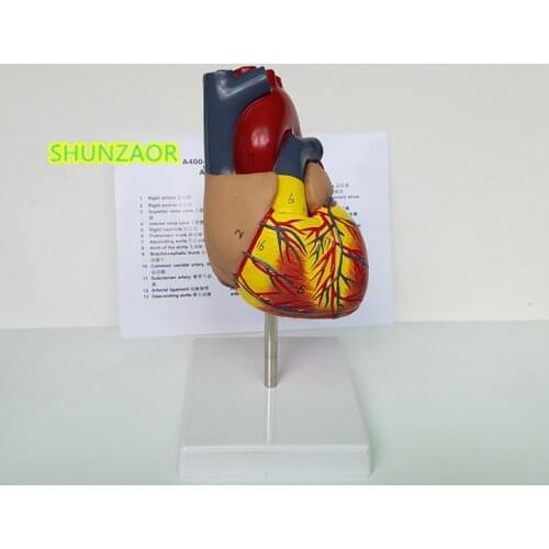 Life-size Removable model human Anatomical Heart Anatomy Viscera Organ Model Medical Science Teaching tools