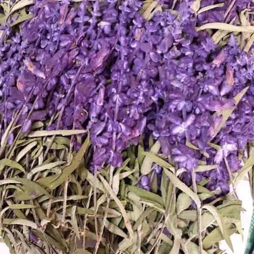 12pcs Pressed Dried 10-15cm Salvia Splendens var.atropurpura Stalk Plant Herbarium For Jewelry Phone Case Postcard Bookmark DIY