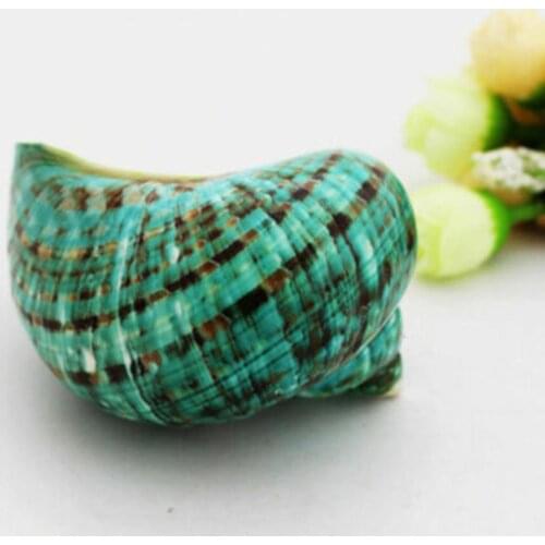 Lovely Green Rare Seashell Conch Ornament Desktop Fish Tank Decoration Gift