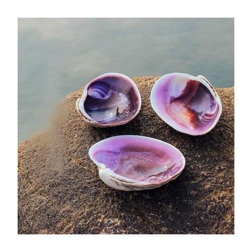 Natural purple big shell goose egg shell Mediterranean style decoration props shell crafts fish tank aquarium landscaping