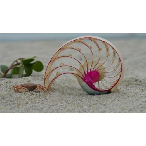 Rose snail natural shell ornaments home decorative fish tank aquarium landscaping crafts creative gifts Valentines Day gift