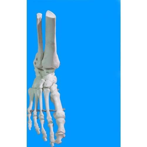 Human Foot Bone Model Foot Sole Joints of Foot Ankle Tibia and Fibula Foot Model Department of Orthopedics Teaching for Medical
