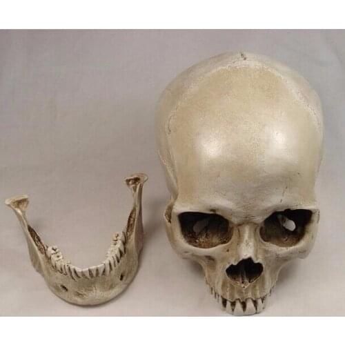 1:1 life size human skull model resin skull art class teaching Model