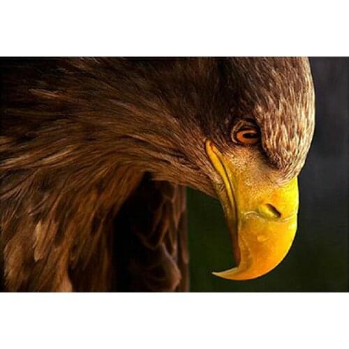 Diy 5d Diamond Painting Eagle Head Diamond cross stitch diamond embroidery animals painting rhinestones mosaic kit foamiran