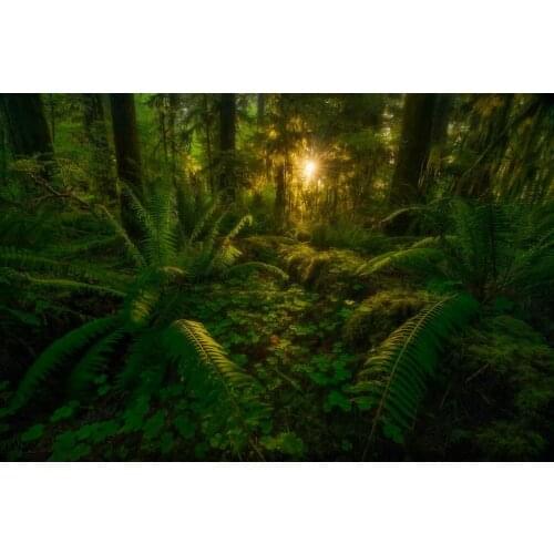 Jungle trees wood dark light photography studio background High quality Computer print scenic photo backdrop