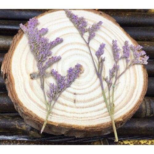 120pcs Pressed Dried Codariocalyx Motorius Flower Plant Herbarium For Jewelry Postcard Phone Case Craft DIY Accessories
