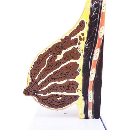 Female Half Side Lactation Period or Resting Stage Breast Anatomical Model